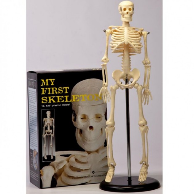 Skelet op standaard 40 cm