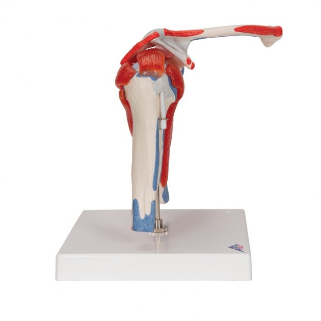 Anatomisch Schoudermodel met afneembare spieren Anatomisch Schoudermodel met afneembare spieren