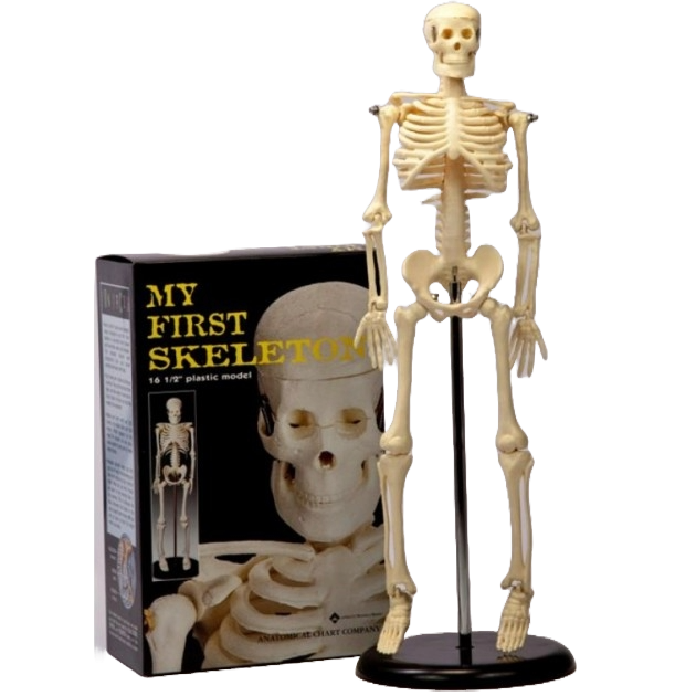 Skelet op standaard 40 cm
