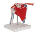 Anatomie