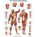 Anatomie poster
