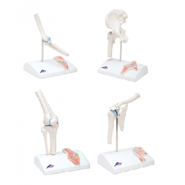 Anatomisch Model Mini Serie (4 Gewrichten)