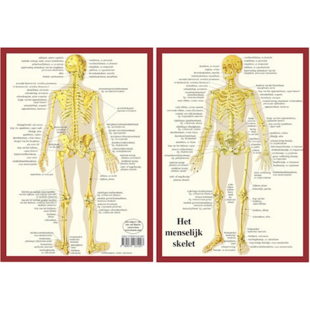 Anatomische Kaart A4 Skelet 