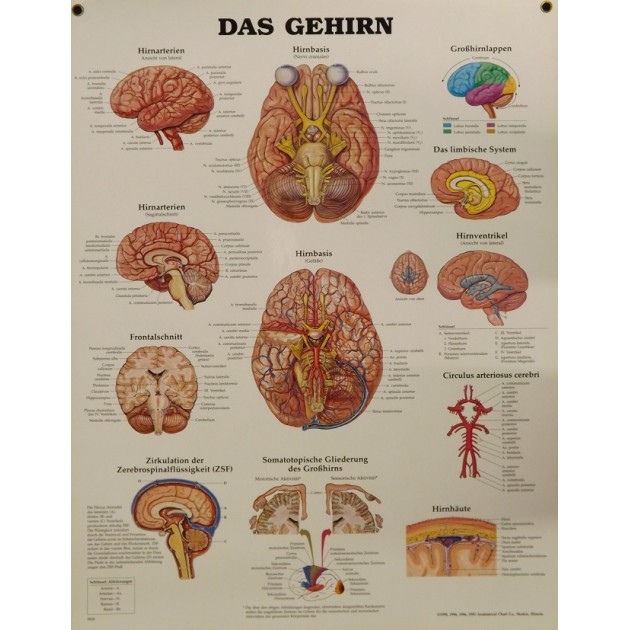 Poster Hersenen (Duitstalig)