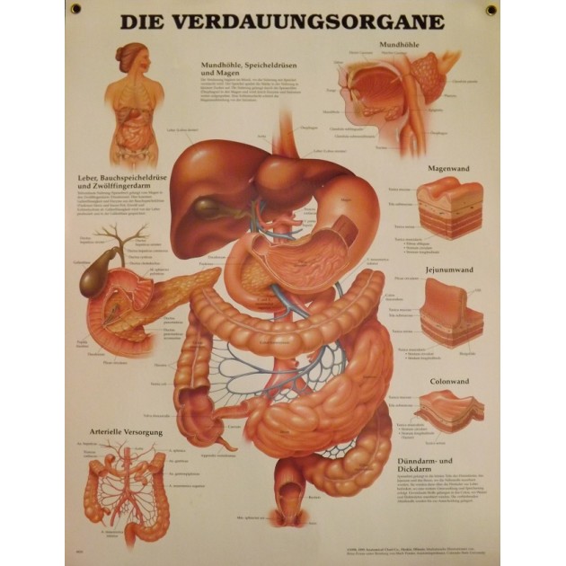 Poster Verteringsstelsel (Duitstalig)